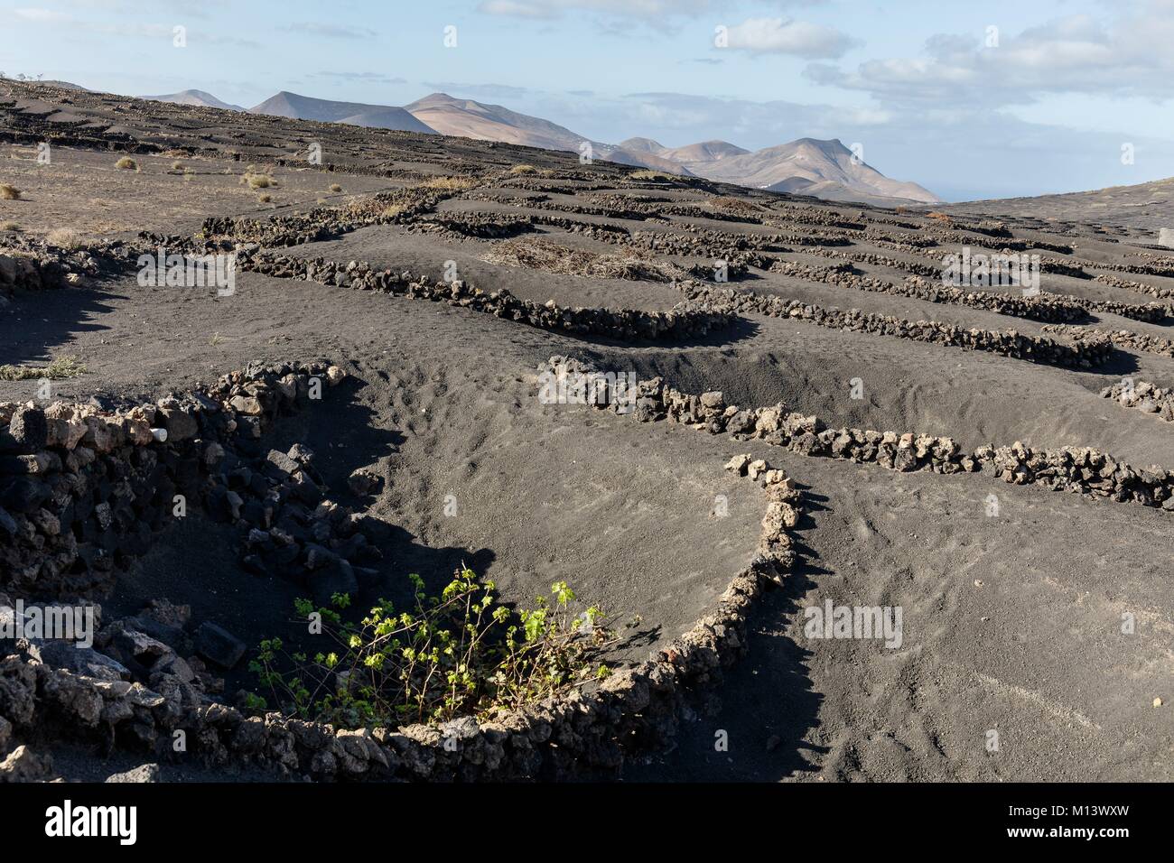 Spagna Isole Canarie Lanzarote Island, La Geria, vigneti protetti da stone pareti basse in lapilli (sabbia vulcanica) prima di vulcani Foto Stock