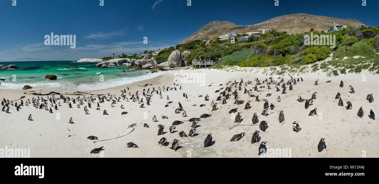 Sud Africa, Western Cape, Città di Simon, il Boulders Beach, pinguino africano (Spheniscus demersus) Foto Stock