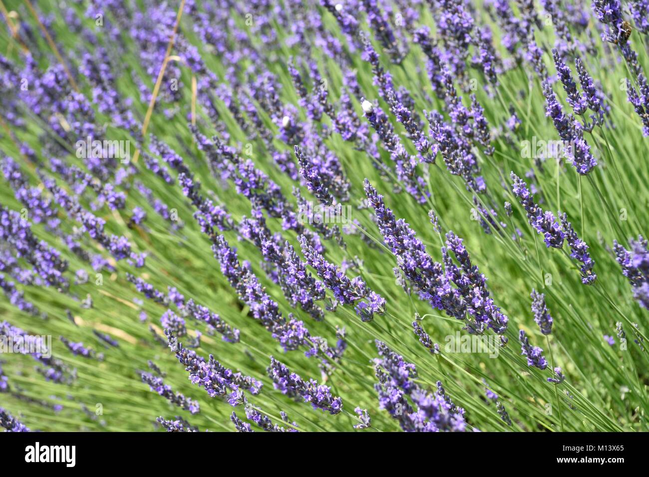 Francia, Vaucluse, Parc Naturel Regional du Luberon (Parco naturale regionale del Luberon), campo di lavanda Foto Stock