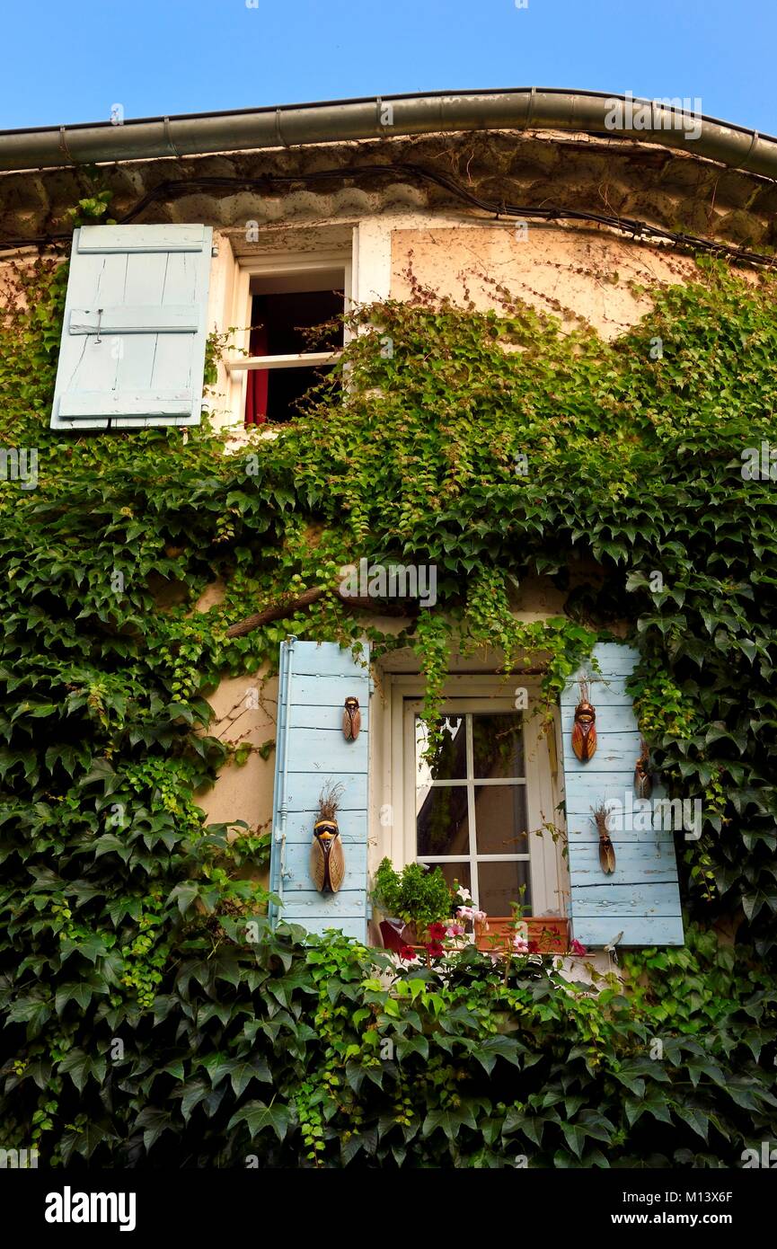 Francia, Vaucluse, Parc Naturel Regional du Luberon (Parco naturale regionale del Luberon), Lourmarin, etichettati Les Plus Beaux Villages de France (i più bei villaggi di Francia), finestra incorniciata da edera Foto Stock