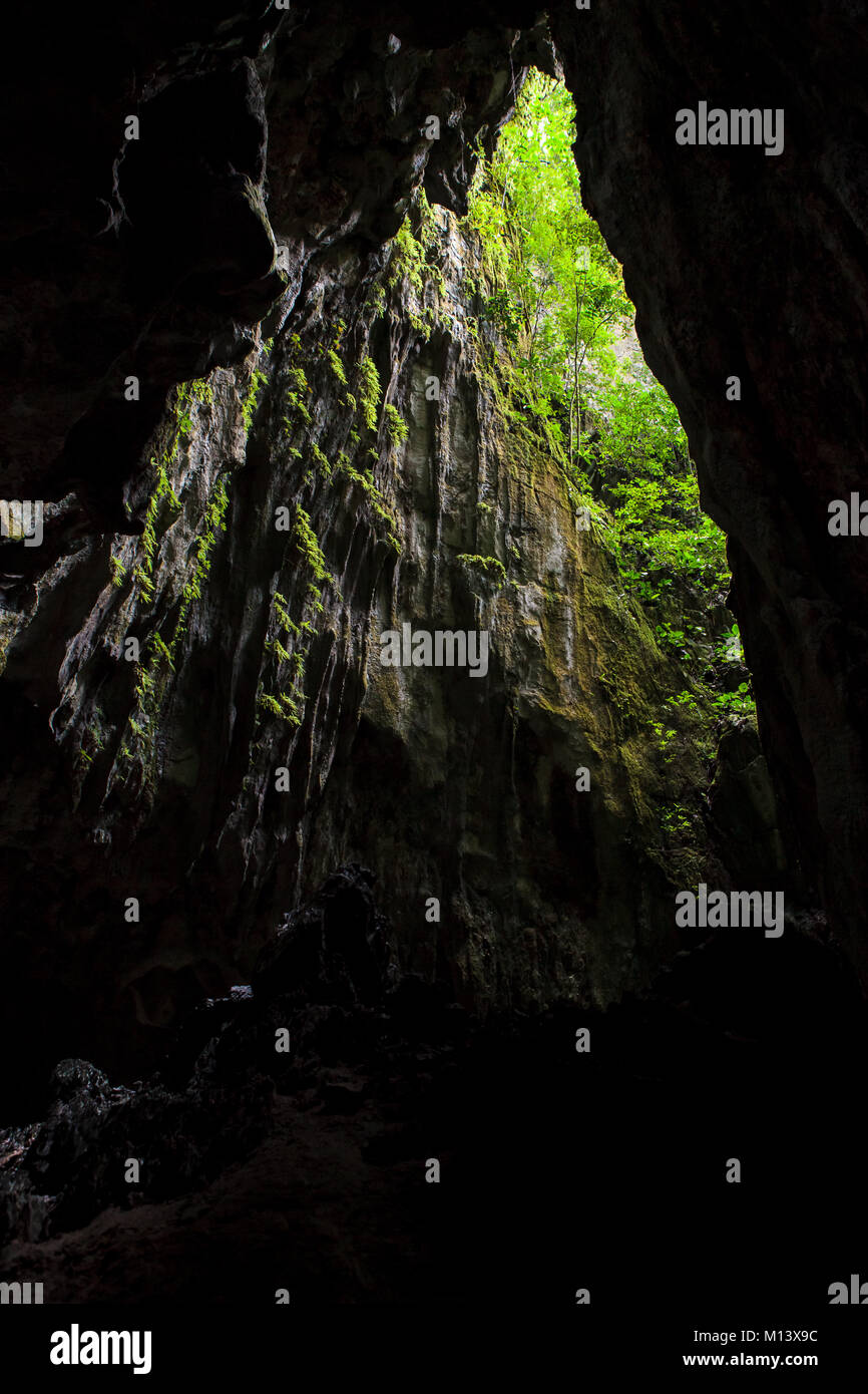 Apertura grotta di lussureggiante foresta Foto Stock