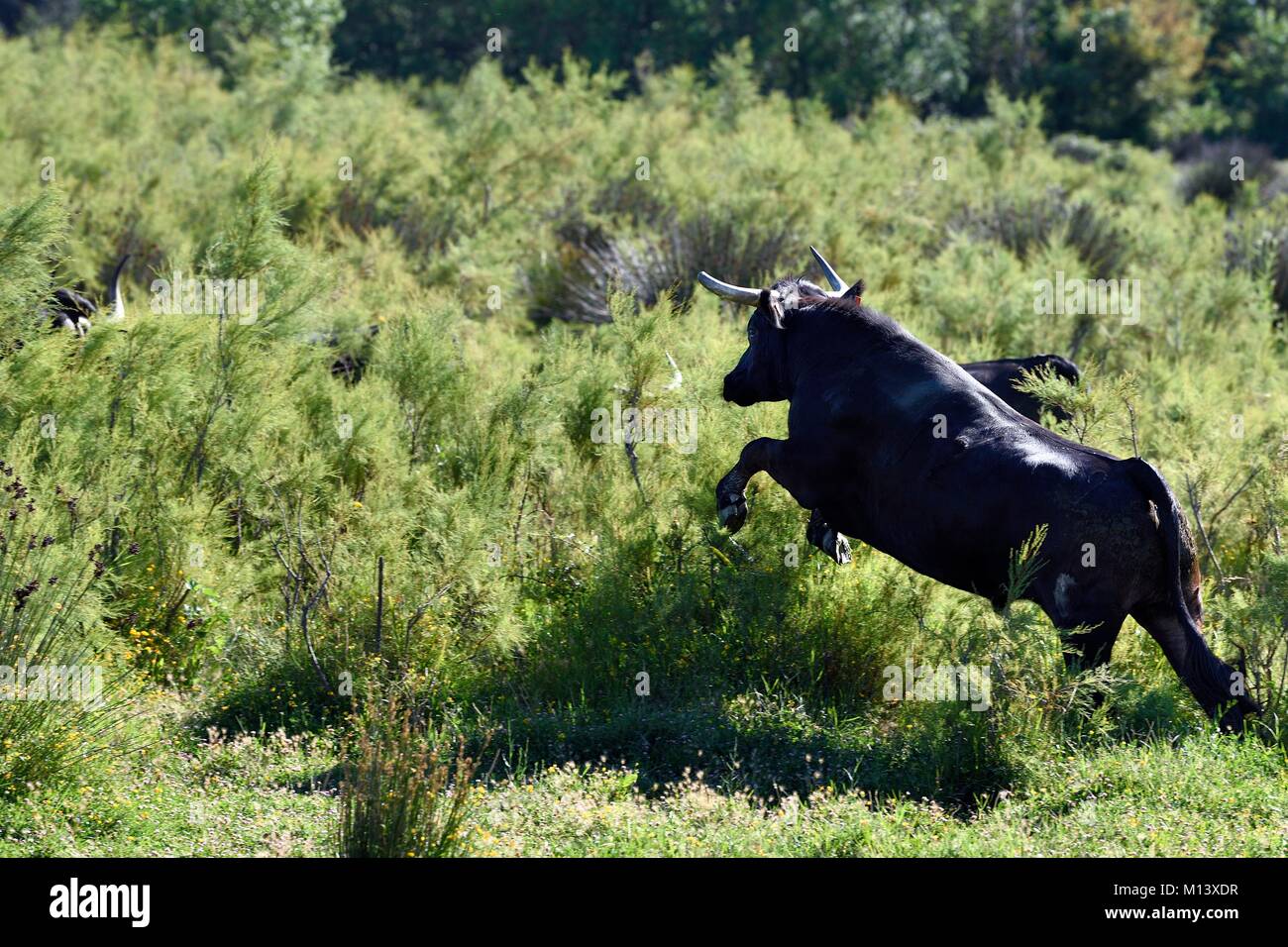 Francia, Bouches du Rhone, Parc naturel regional de Camargue (Parco naturale regionale della Camargue), Mas du Menage, manade Saint Antoine (Cauzel), toro Camargue chiamato Caf di biou Foto Stock