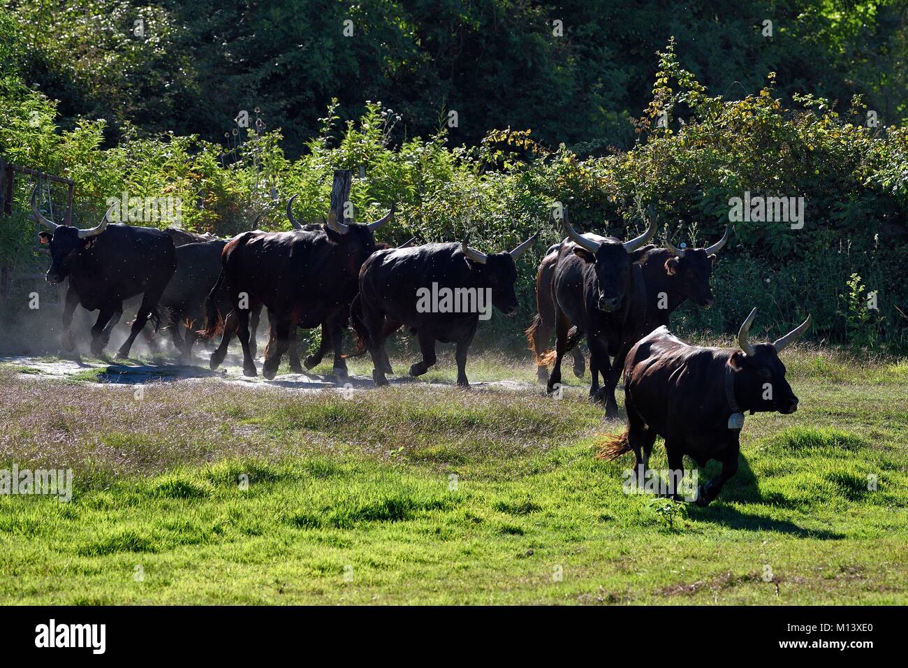 Francia, Bouches du Rhone, Parc naturel regional de Camargue (Parco naturale regionale della Camargue), Mas du Menage, manade Saint Antoine (Cauzel), mandriani con camargue tori chiamato Caf di biou Foto Stock