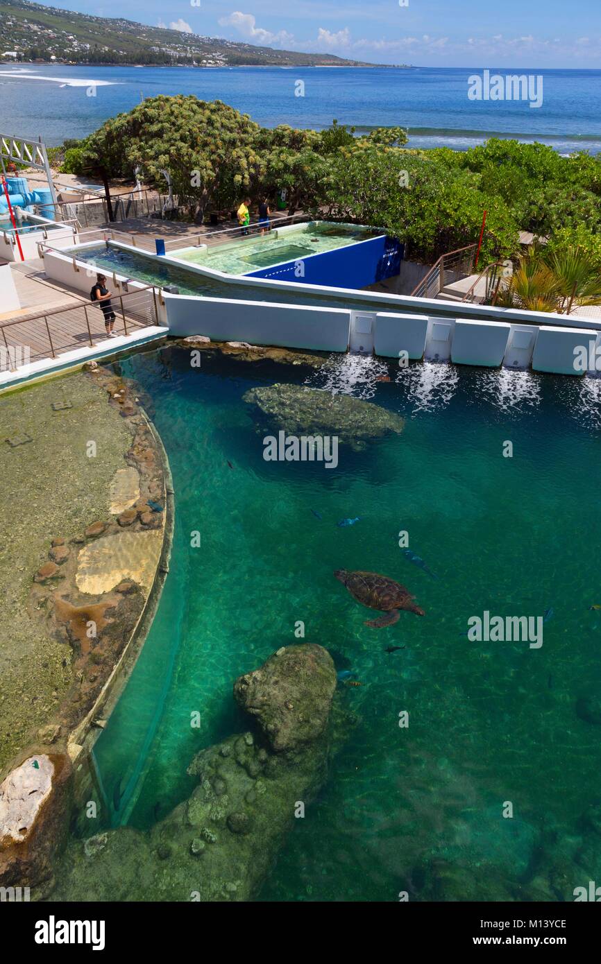 Reunion, Kelonia, Turtle care center, tartarughe marine Foto Stock