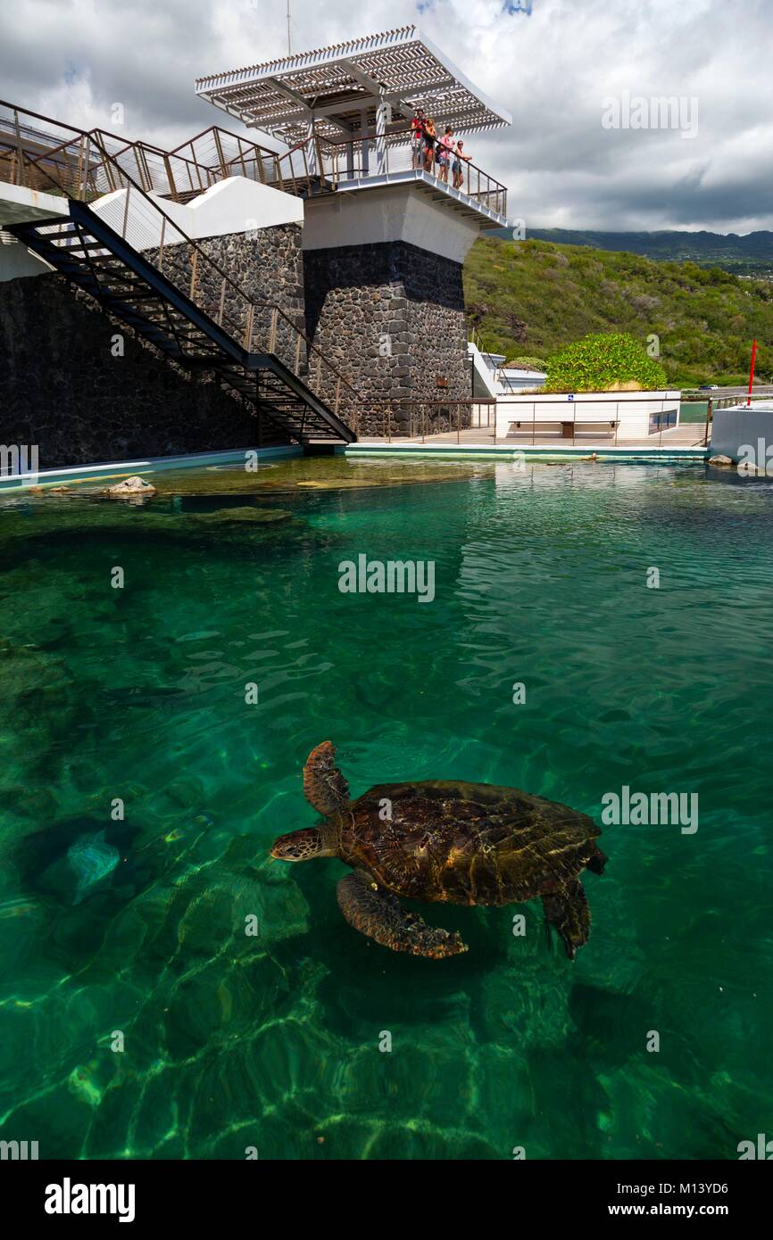 Reunion, Kelonia, Turtle care center, tartarughe marine Foto Stock