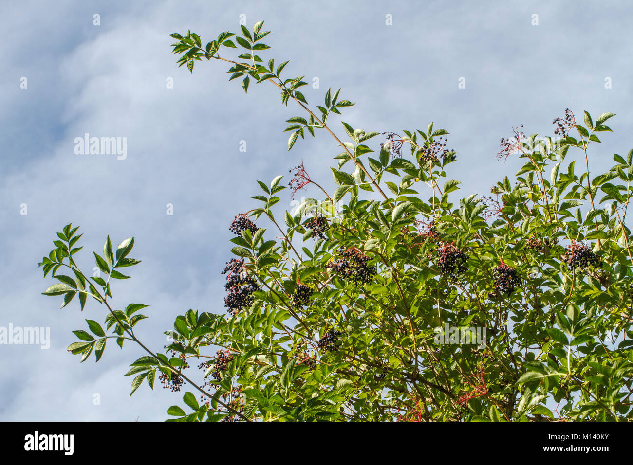 Il nero di sambuco (Sambucus nigra), frutta, Galizia, Spagna. Foto Stock