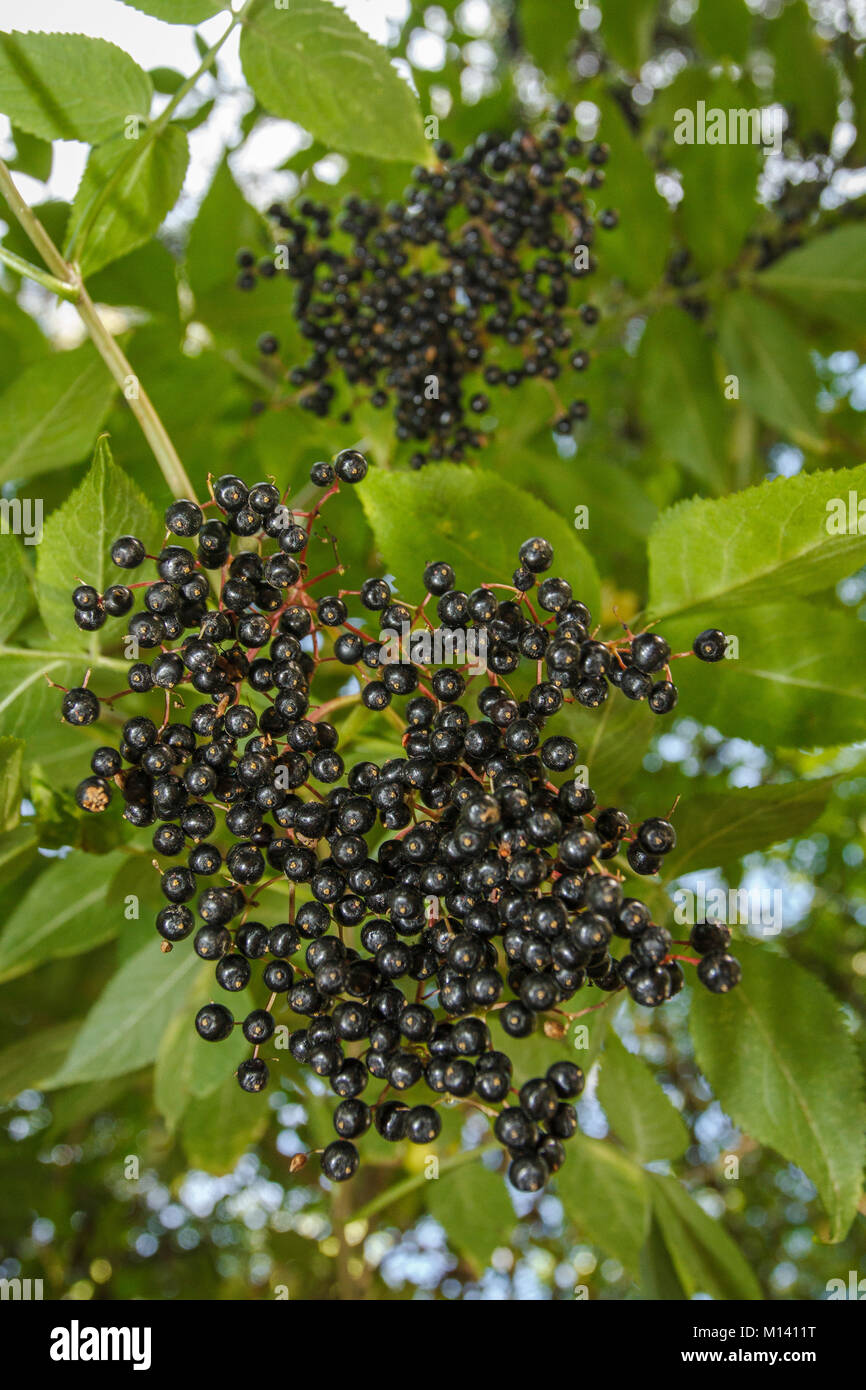 Il nero di sambuco (Sambucus nigra), frutta, Galizia, Spagna. Foto Stock