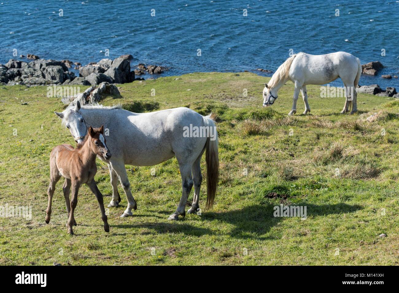 L'Irlanda, nella contea di Galway, mare e puledro Foto Stock