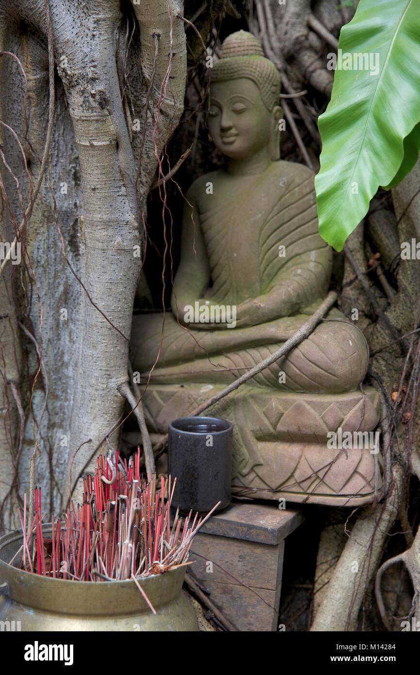 Cambogia Siem Reap, statua del Buddha annidato nel cavo dell'albero giardino dell'Theam's house Foto Stock
