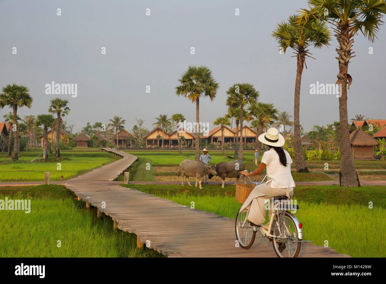 Cambogia Siem Reap, bike membro del personale di Phum Baitang sul marciapiede nel mezzo di campi di riso del hotel Foto Stock