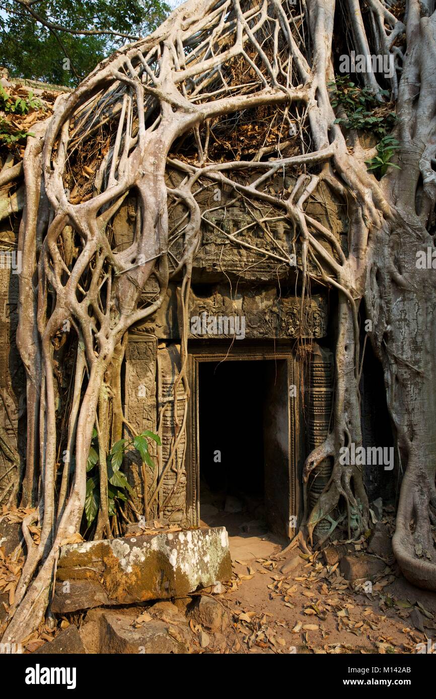 Cambogia Angkor, elencato come patrimonio mondiale dall' UNESCO, le radici di un ficus strangler avendo preso possesso del Ta Prohm rovine, uno dei templi della vecchia città Khmer di Angkor Thom Foto Stock