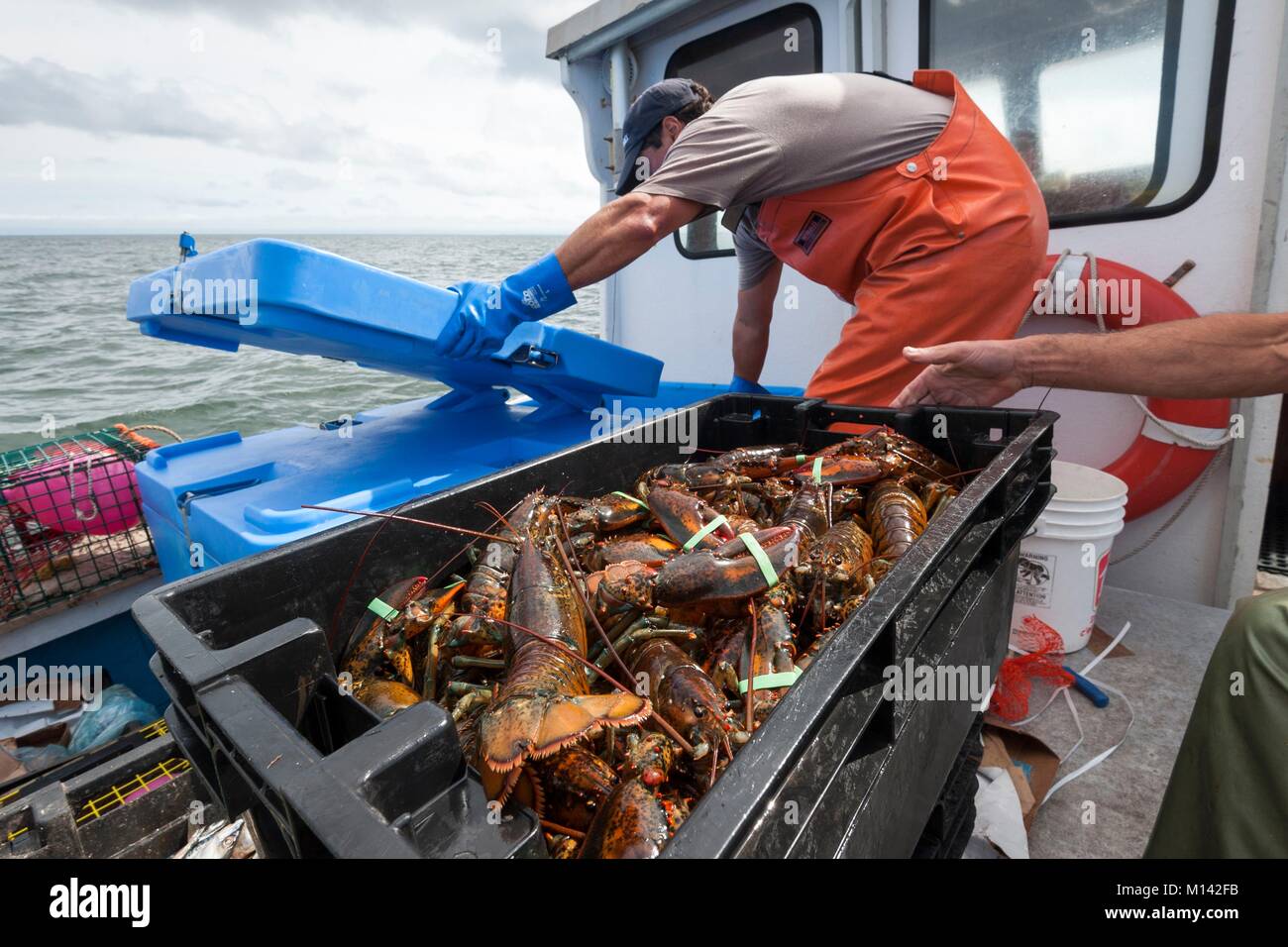 Canada, New Brunswick, Cap Pele, la pesca di aragoste (Homarus Americanus) Foto Stock