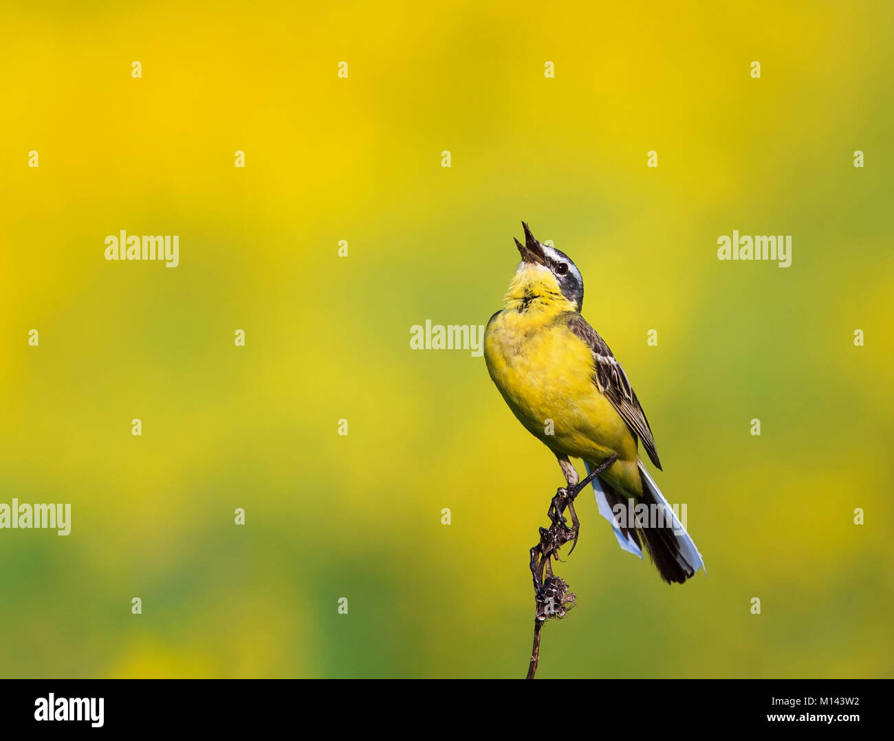 Un brillante uccello è il giallo Wagtail canta su un estate prato solare Foto Stock