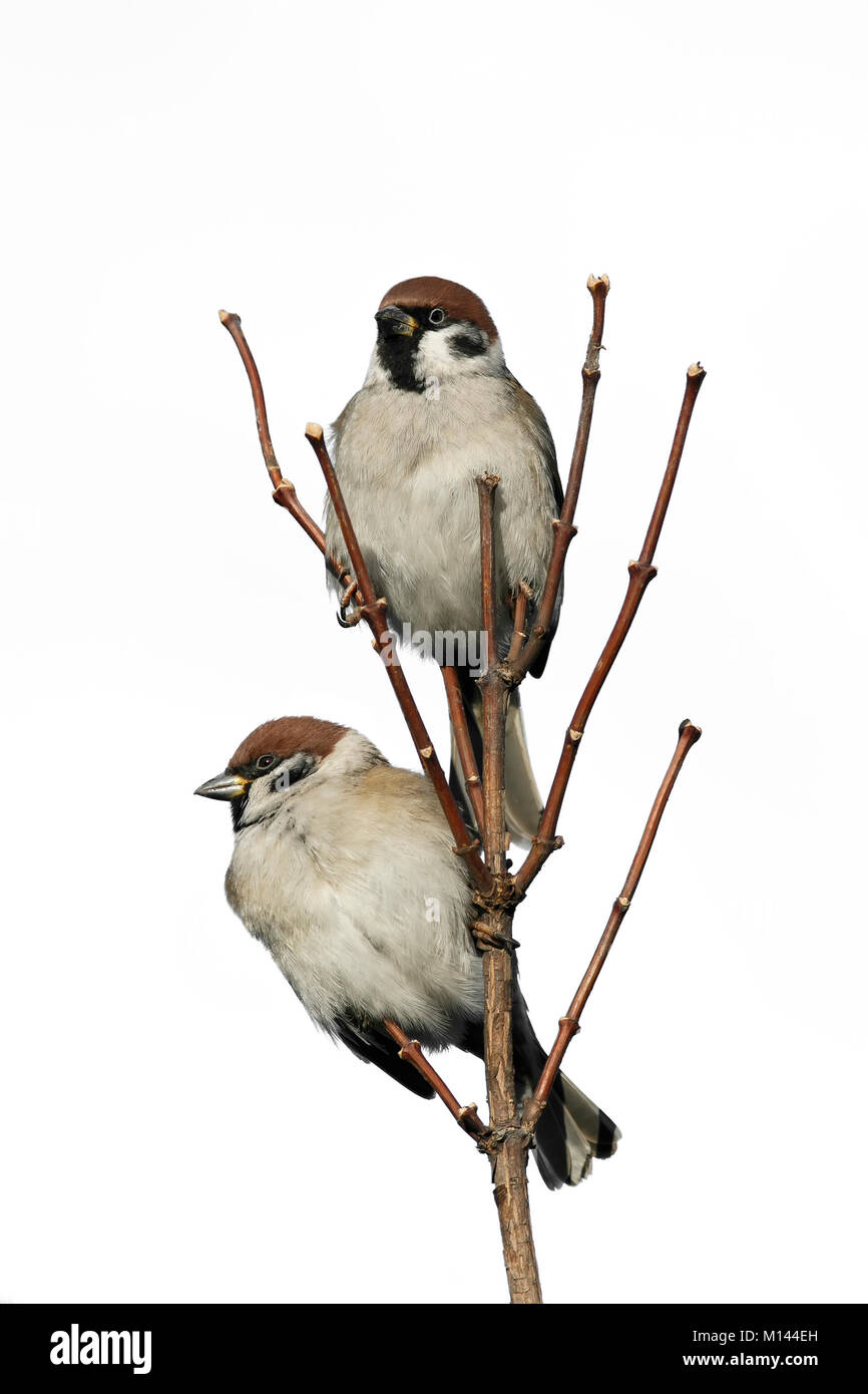 Una coppia di uccelli divertenti, little Sparrow seduto su un ramo su sfondo bianco isolato Foto Stock