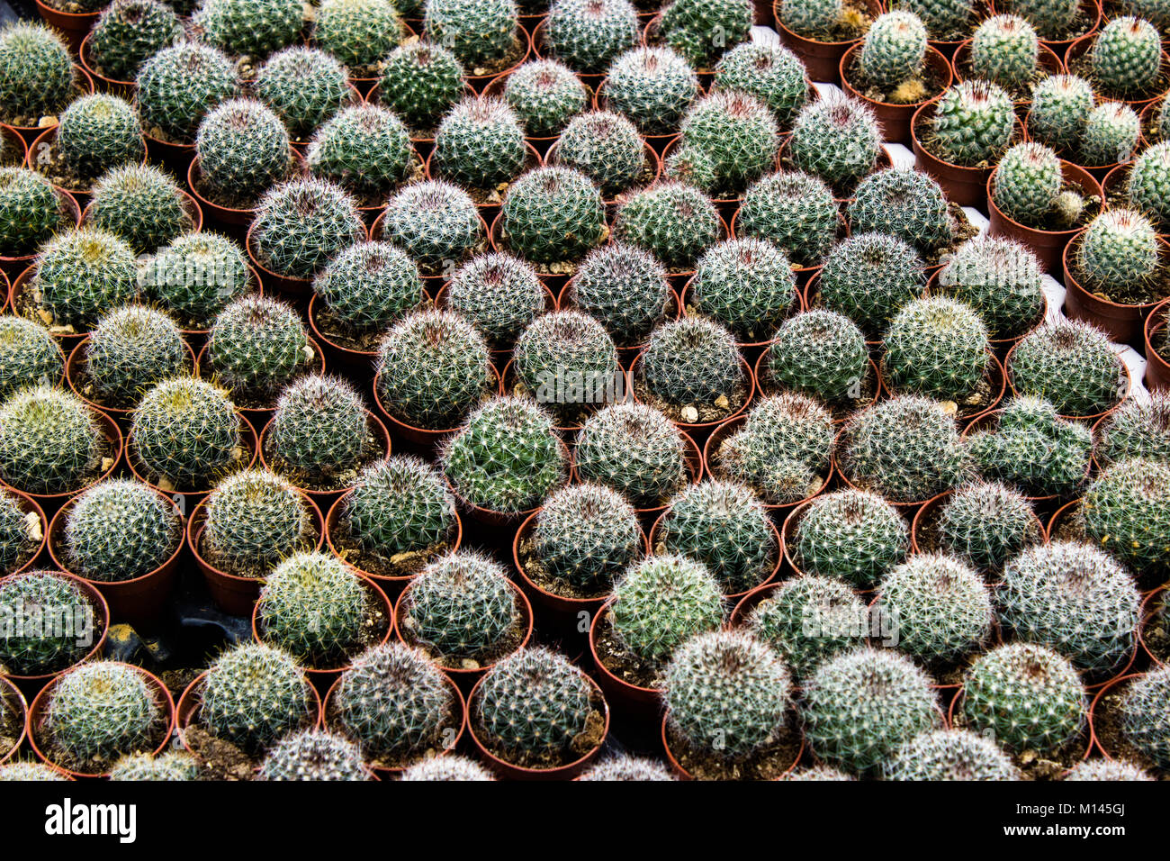 La piantagione di cactus in vivaio Foto Stock