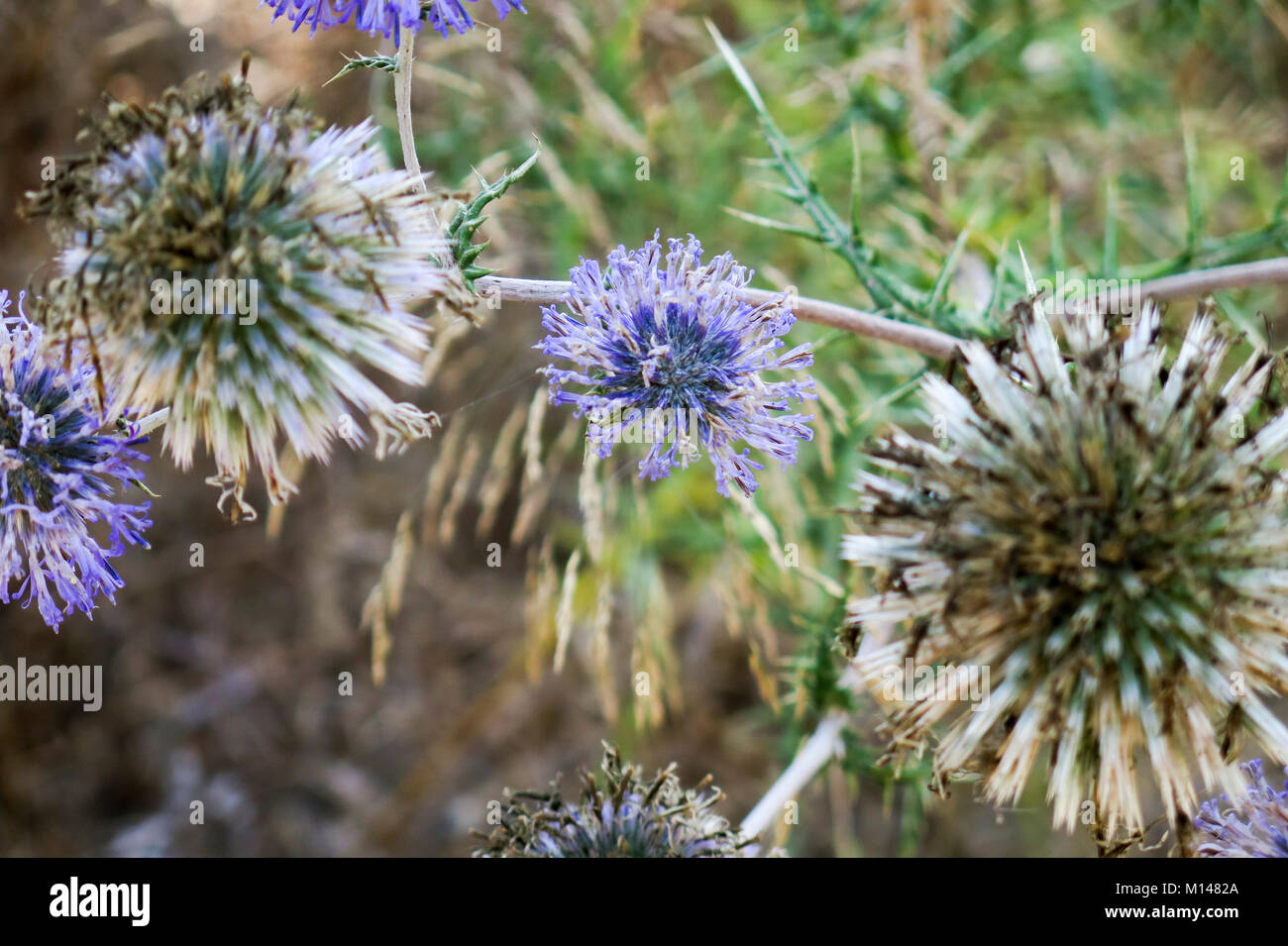 Echinops adenocaulos, comune Globe thistle. Fotografato in Israele Foto Stock