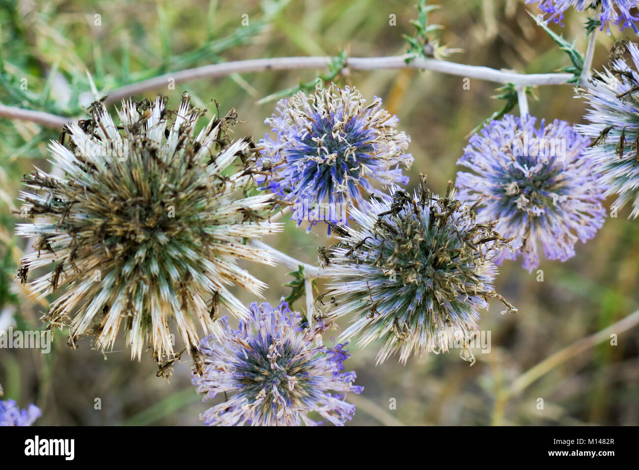 Echinops adenocaulos, comune Globe thistle. Fotografato in Israele Foto Stock