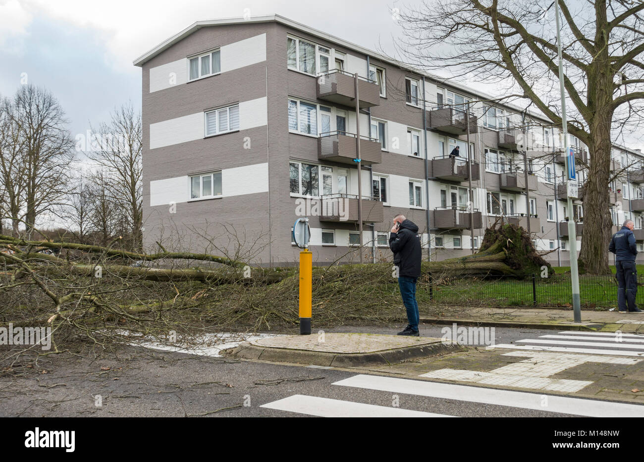 Dopo una forte tempesta albero caduto di blocco stradale, Sittard, Limburgo, Paesi Bassi. Foto Stock