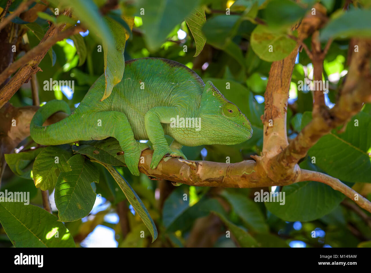 Parson's Chameleon - Calumma parsonii, rain forest Madagascar east coast. Colorata lucertola endemica. Foto Stock