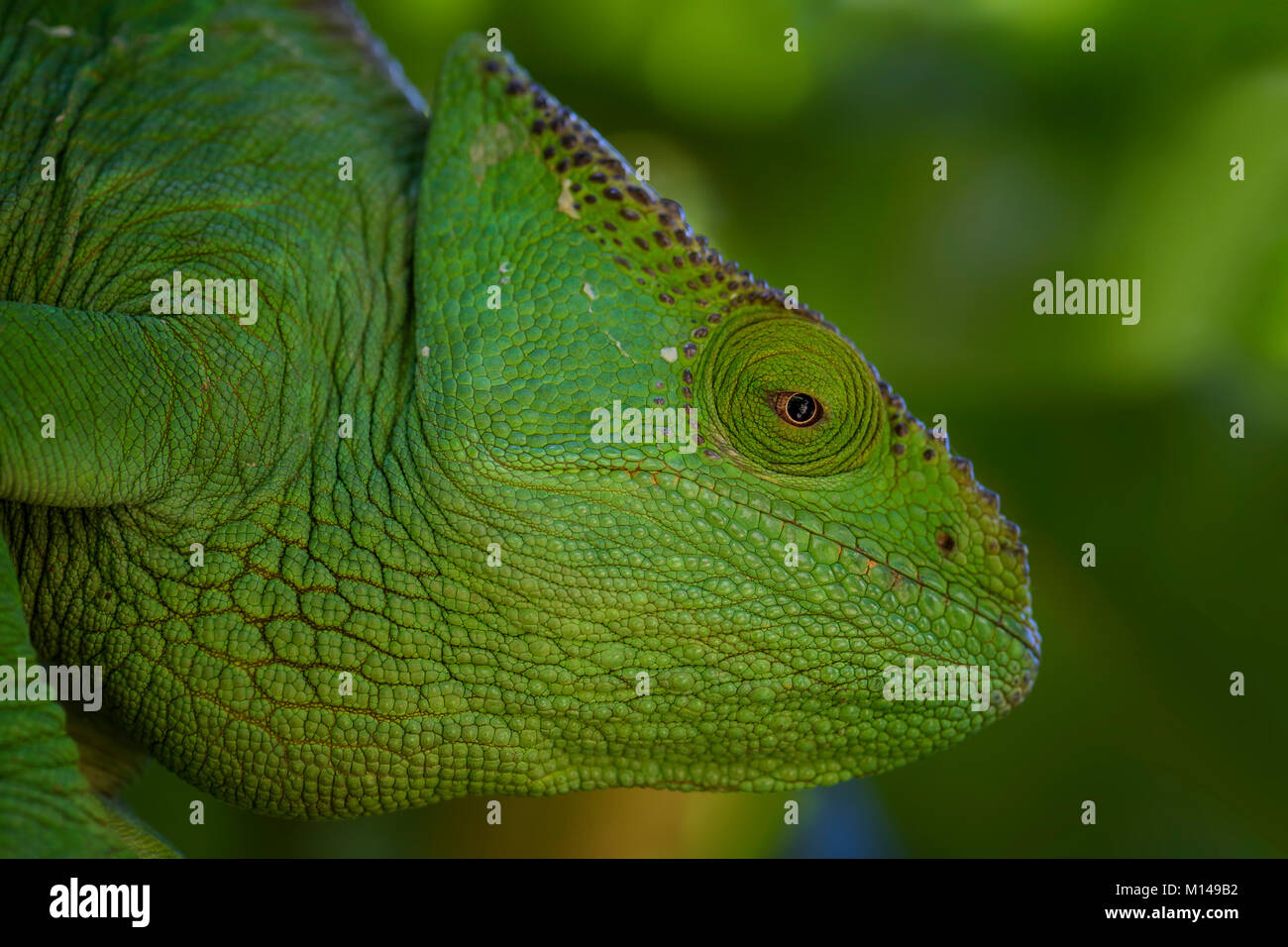 Parson's Chameleon - Calumma parsonii, rain forest Madagascar east coast. Colorata lucertola endemica. Foto Stock