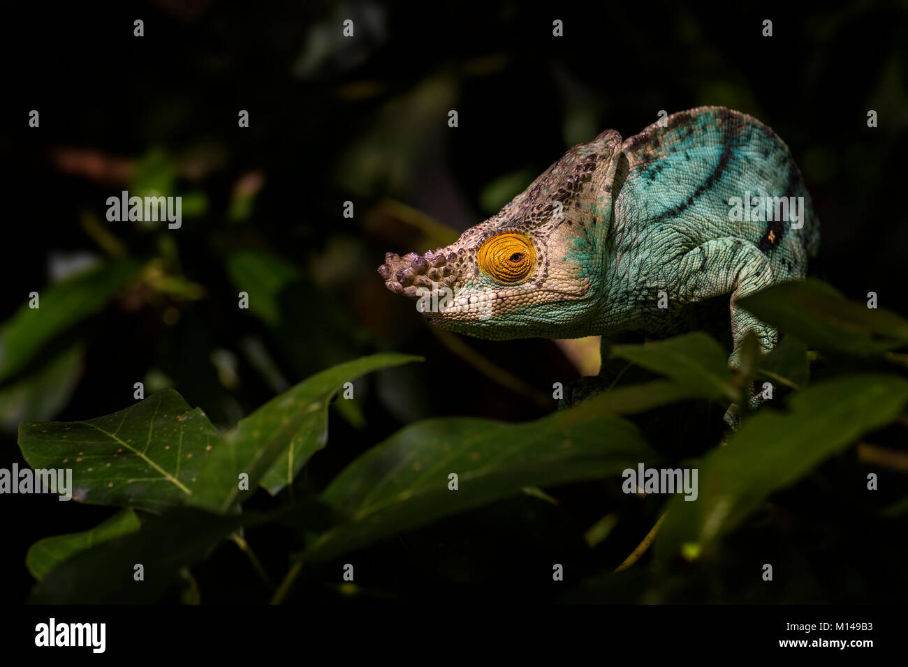 Parson's Chameleon - Calumma parsonii, rain forest Madagascar east coast. Colorata lucertola endemica. Foto Stock