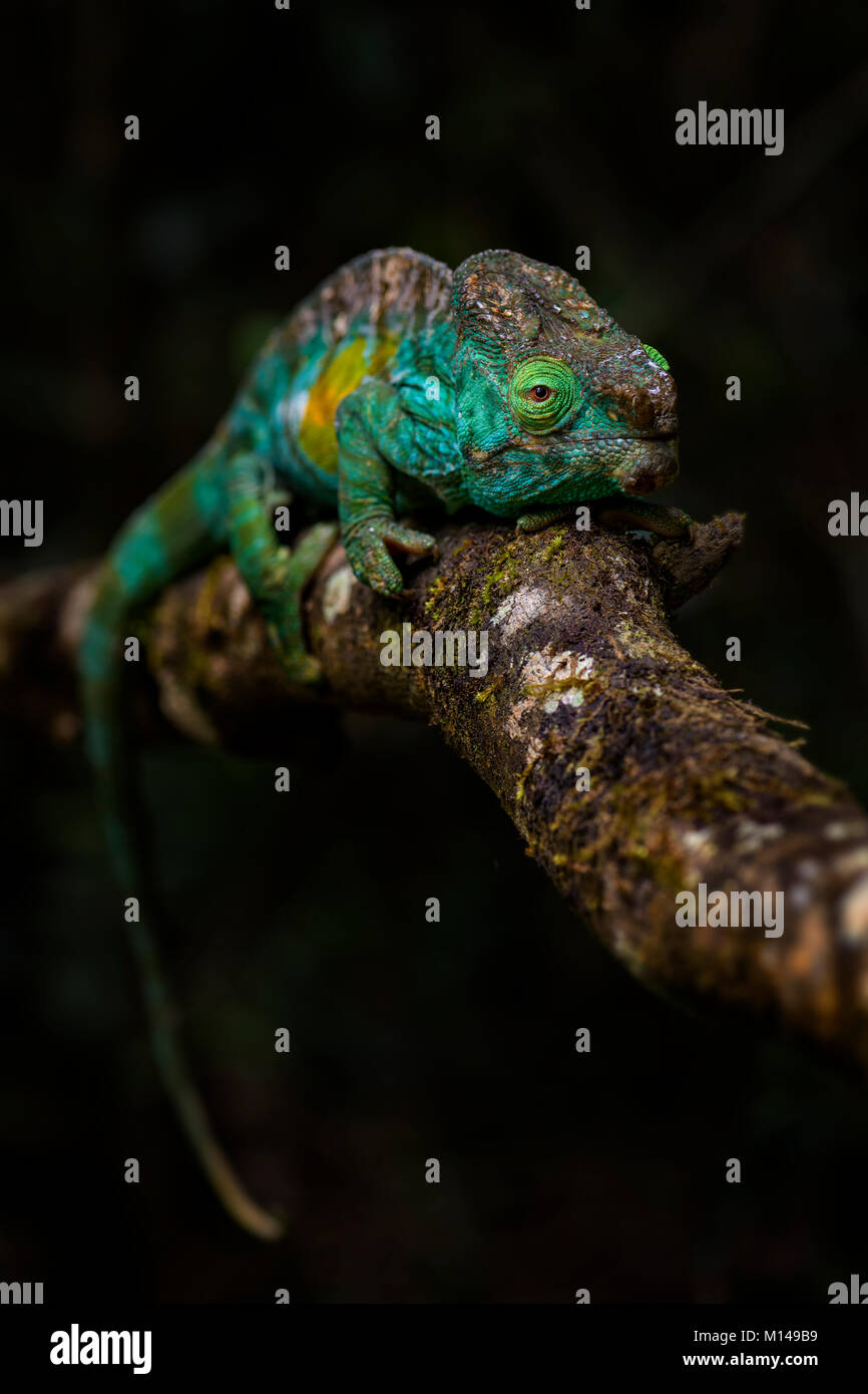 Parson's Chameleon - Calumma parsonii, rain forest Madagascar east coast. Colorata lucertola endemica. Foto Stock