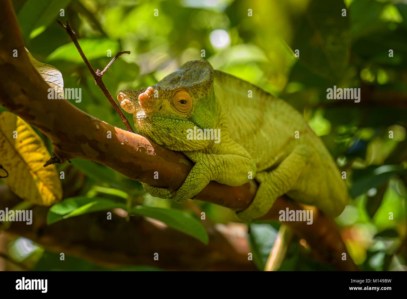 Parson's Chameleon - Calumma parsonii, rain forest Madagascar east coast. Colorata lucertola endemica. Foto Stock