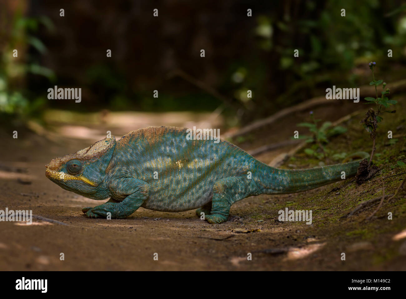 Parson's Chameleon - Calumma parsonii, rain forest Madagascar east coast. Colorata lucertola endemica. Foto Stock