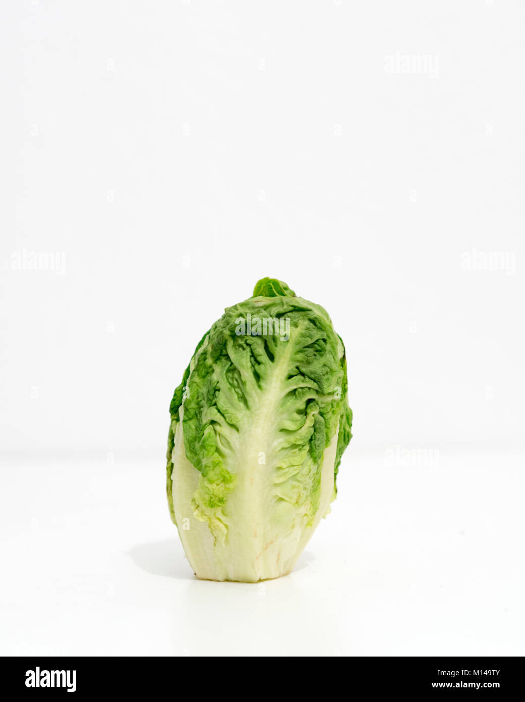 Lattuga di Romaine Foto Stock