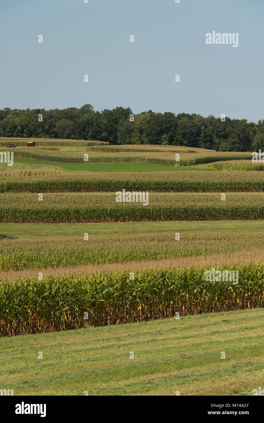 Un raccolto di mais al di fuori Reedsburg, Wisconsin, Stati Uniti d'America, è piantato in bande per consentire la rotazione delle colture. Foto Stock Un raccolto di mais al di fuori Reedsburg, Wisconsin, Stati Uniti d'America, è piantato in bande per consentire la rotazione delle colture. Foto Stock