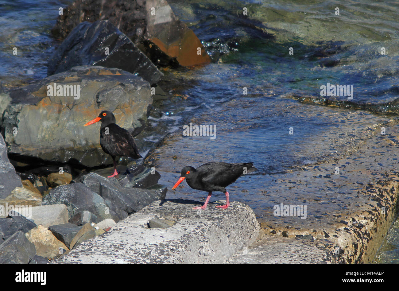 Nero Africa oystercatchers sulla spiaggia, (Haematopus moquini), Cape Town, Western Cape, Sud Africa. Foto Stock