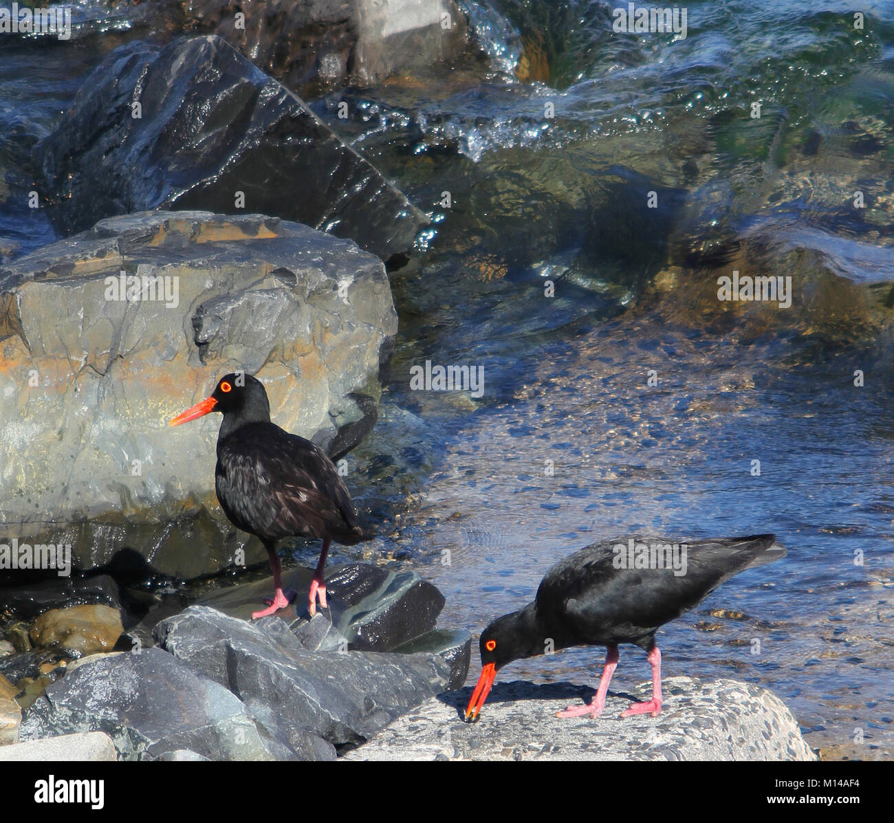 Nero Africa oystercatchers sulla spiaggia, (Haematopus moquini), Cape Town, Western Cape, Sud Africa. Foto Stock