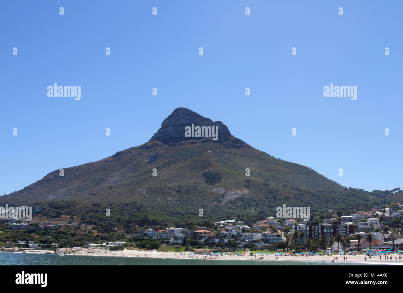 Testa di leone da Clifton Beach, Città del Capo, Western Cape, Sud Africa. Foto Stock