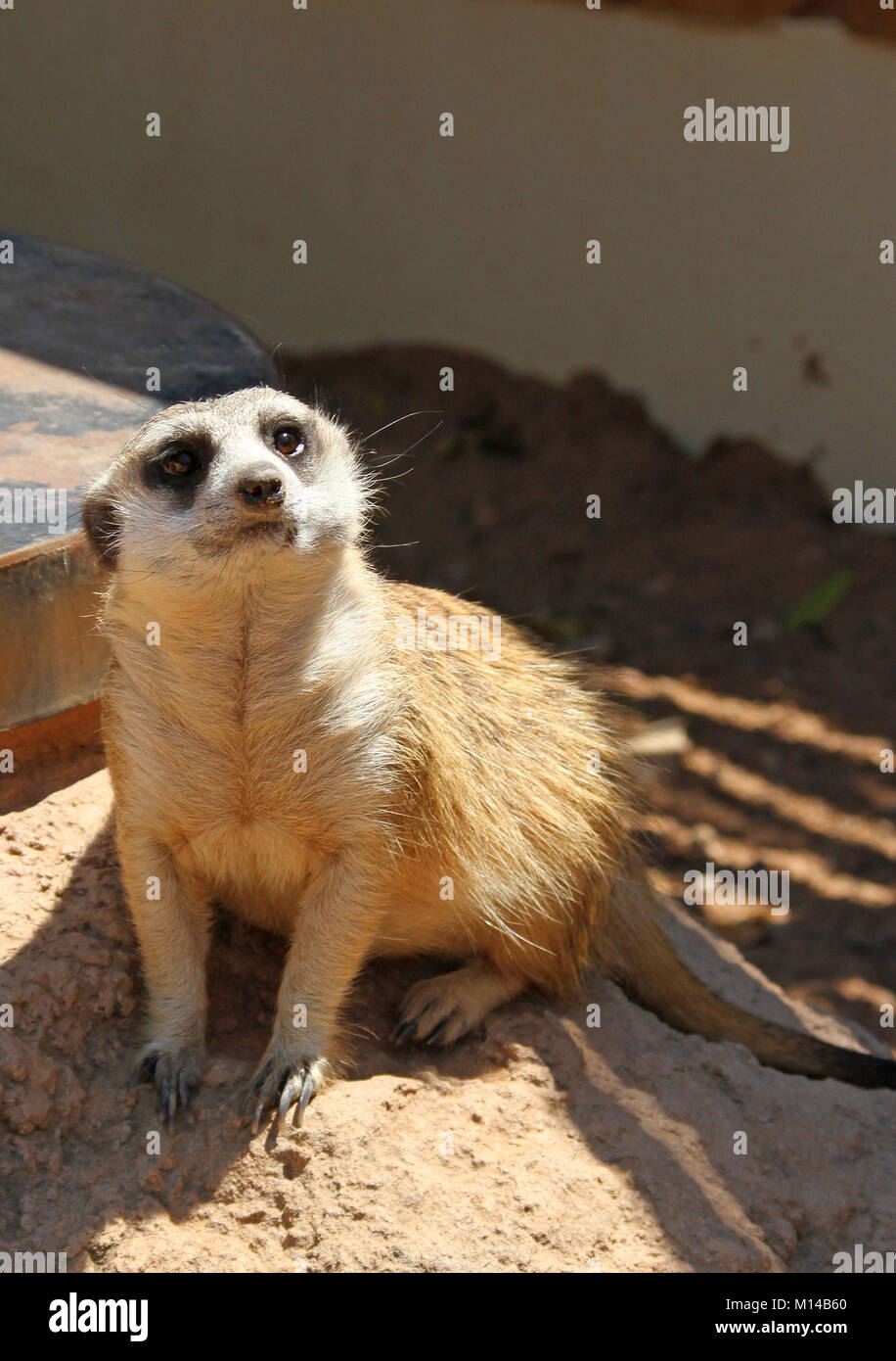 Meerkat o suricate (Suricata suricatta) al Protea Hotel Zebula Lodge, Bela-Bela (Warmbaths), Waterberg, Provincia di Limpopo, Sud Africa. Foto Stock