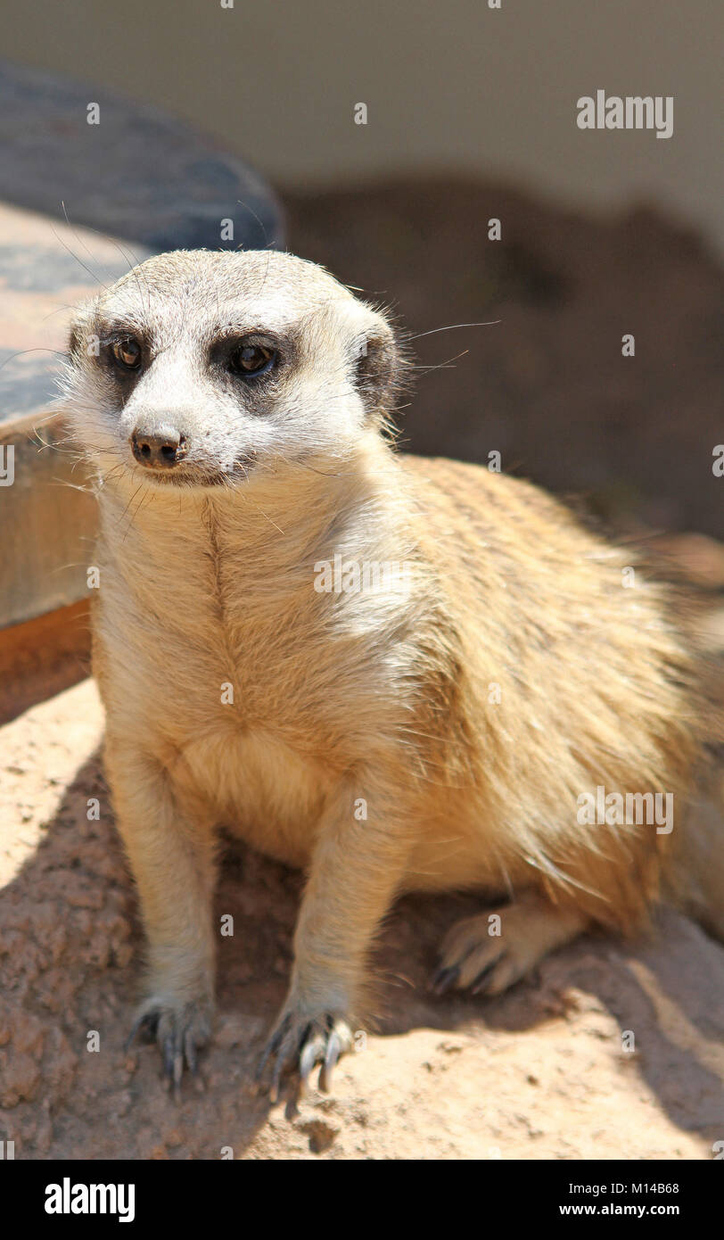 Meerkat o suricate (Suricata suricatta) al Protea Hotel Zebula Lodge, Bela-Bela (Warmbaths), Waterberg, Provincia di Limpopo, Sud Africa. Foto Stock