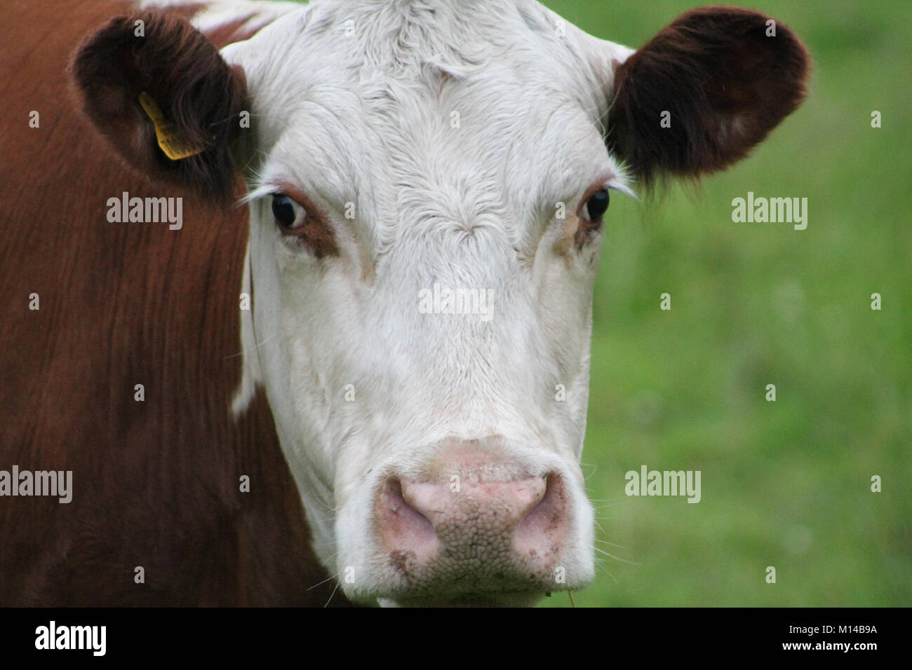 Vacche faccia - Marrone mucca con faccia bianca Foto Stock
