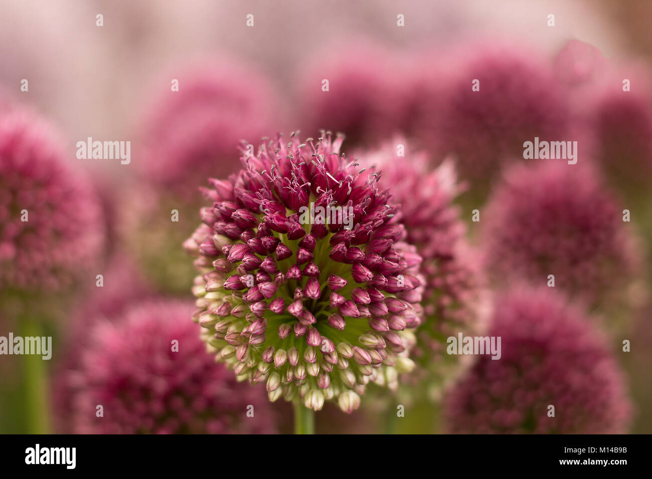 Allium Sphaerocephion Foto Stock