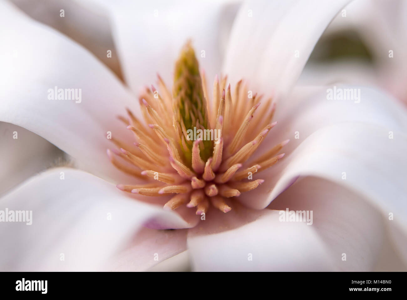 Magnolia sprengeri 'Diva Köln" - Magnolie Foto Stock
