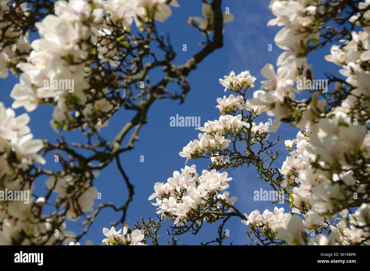 X Magnolia soulangeana - Tulpen-Magnolie, Magnolie Foto Stock