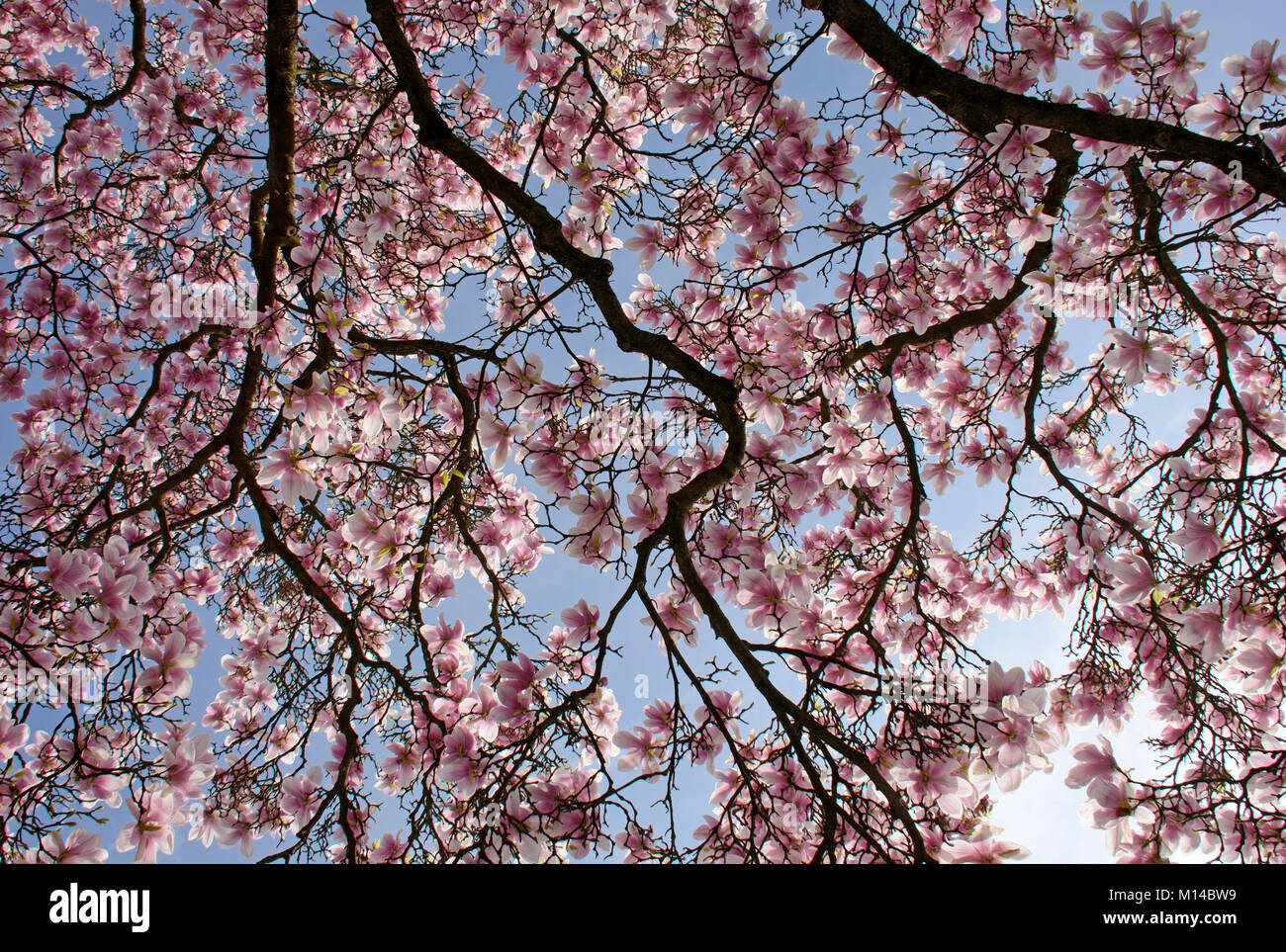 Magnolia, Magnolie Foto Stock