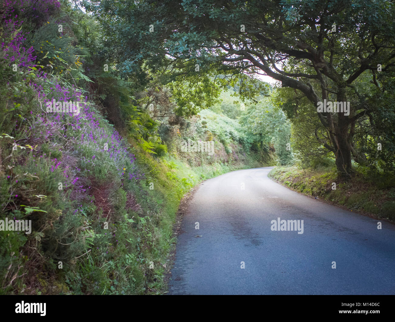 Bellissima strada costiera a nord di Jersey Isole del Canale Foto Stock