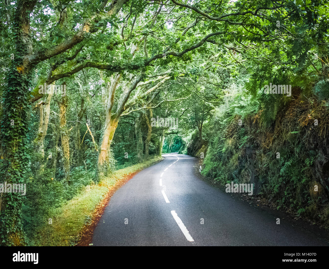 Bellissima strada costiera a nord di Jersey Isole del Canale Foto Stock