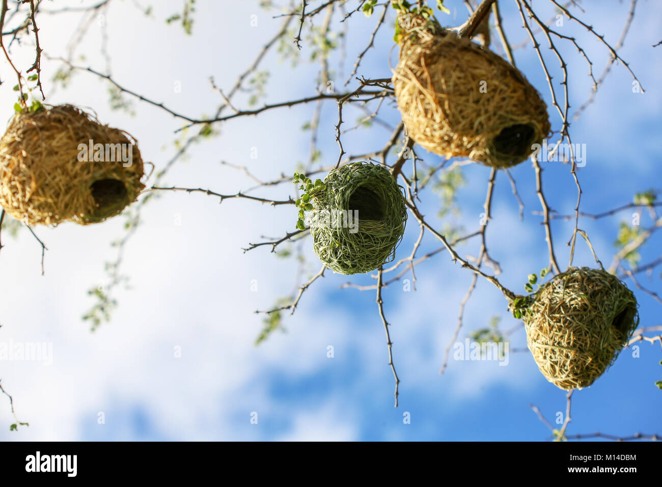 Giallo africano Weaver nidi di uccelli nella struttura ad albero presa dal basso con cielo blu sullo sfondo. Foto Stock