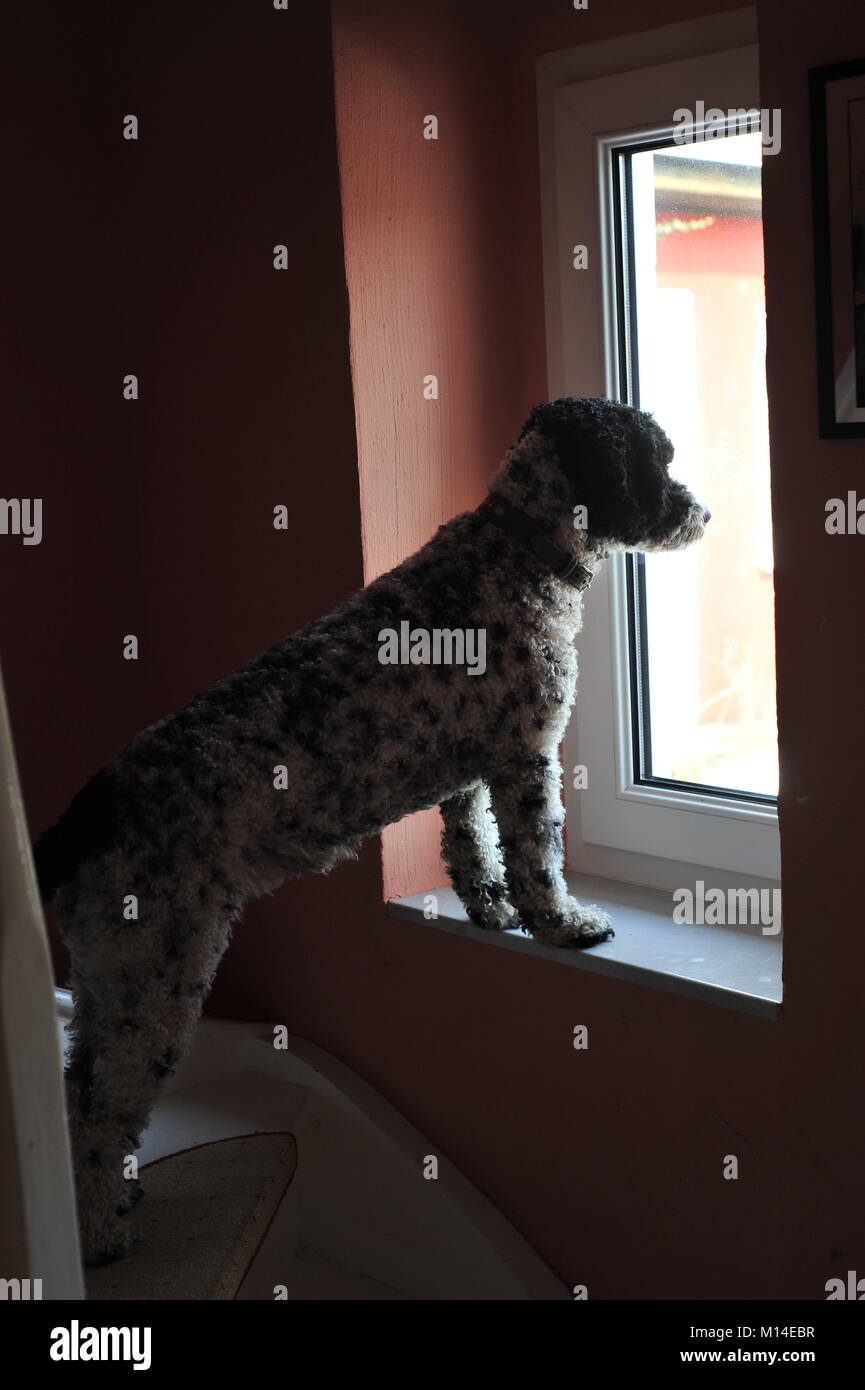 Cane D Acqua Spagnolo Immagini E Fotos Stock Alamy