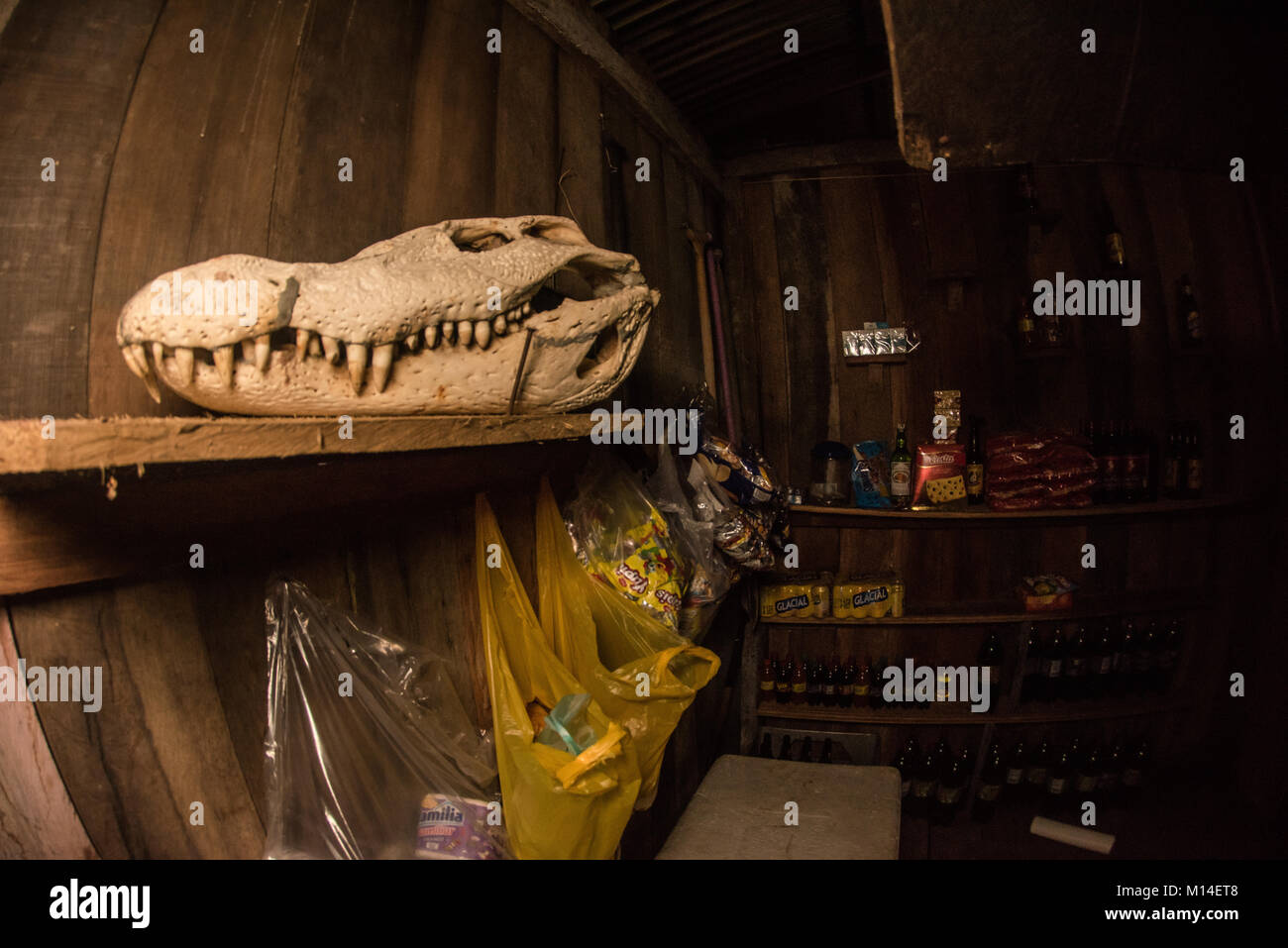 Il cranio di un caimano nero (Melanosuchus niger) decora un piccolo negozio nel bacino amazzonico. Foto Stock