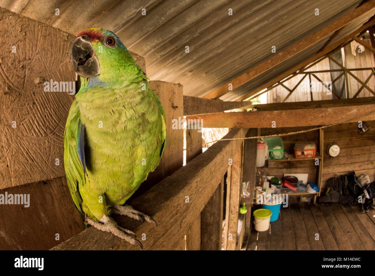 Una festosa Amazon parrot (Amazona festiva) essendo mantenuta come un animale in un villaggio colombiano. Foto Stock