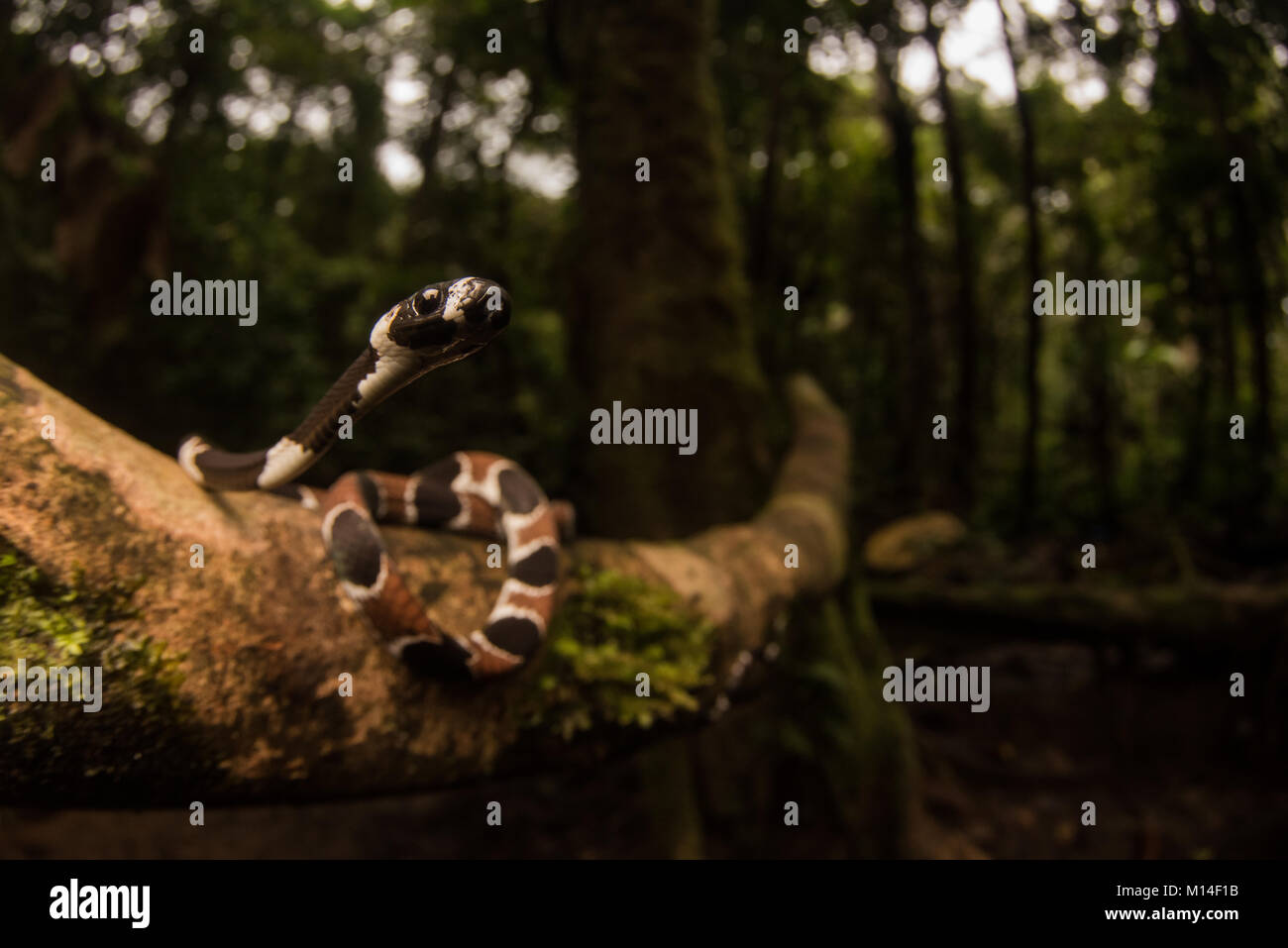 Catesby la lumaca-eater (Dipsas catesbyi) dalla giungla amazzonica, è specie arboree e alimenta interamente sulle lumache e limacce. Foto Stock