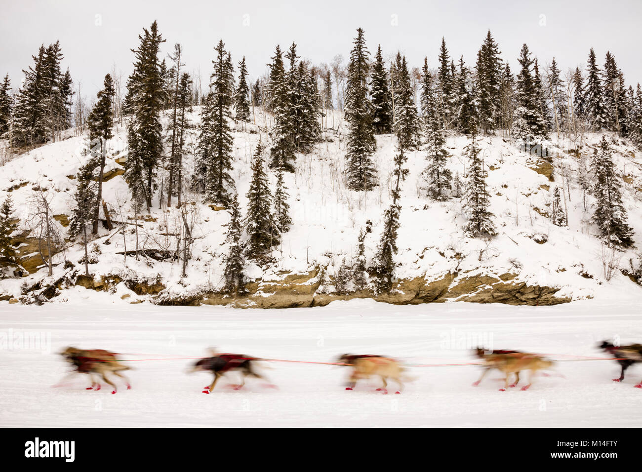 In-fotocamera motion blur di musher Anna Berington cani di competere nel xliii sentiero Iditarod Sled Dog Race sul fiume Chena dopo aver lasciato il riavvio. Foto Stock