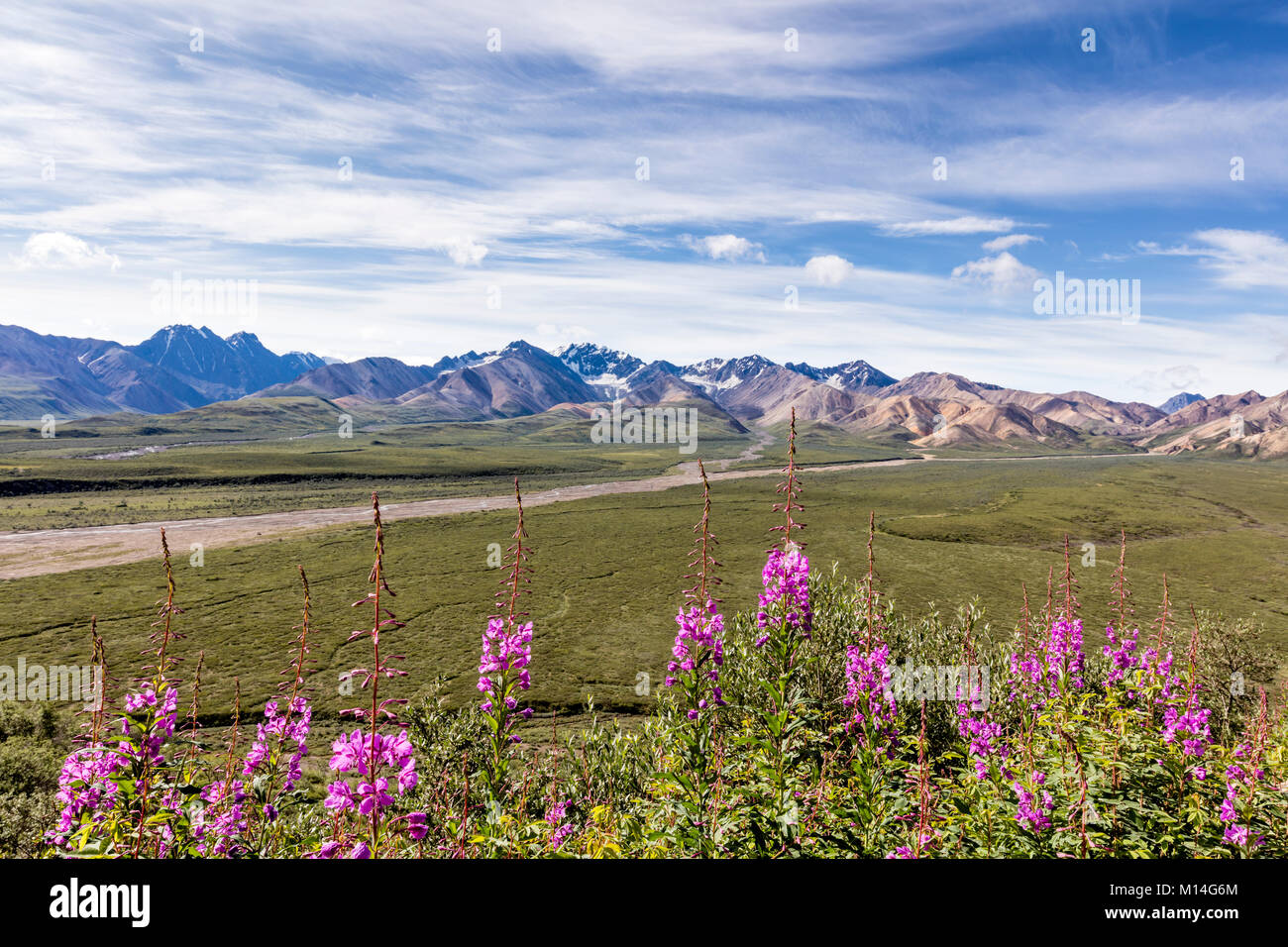 Comune (Fireweed Epilobium augustifolium) linee la strada a Polychrome passano nel Parco Nazionale di Denali in Alaska centromeridionale. Foto Stock