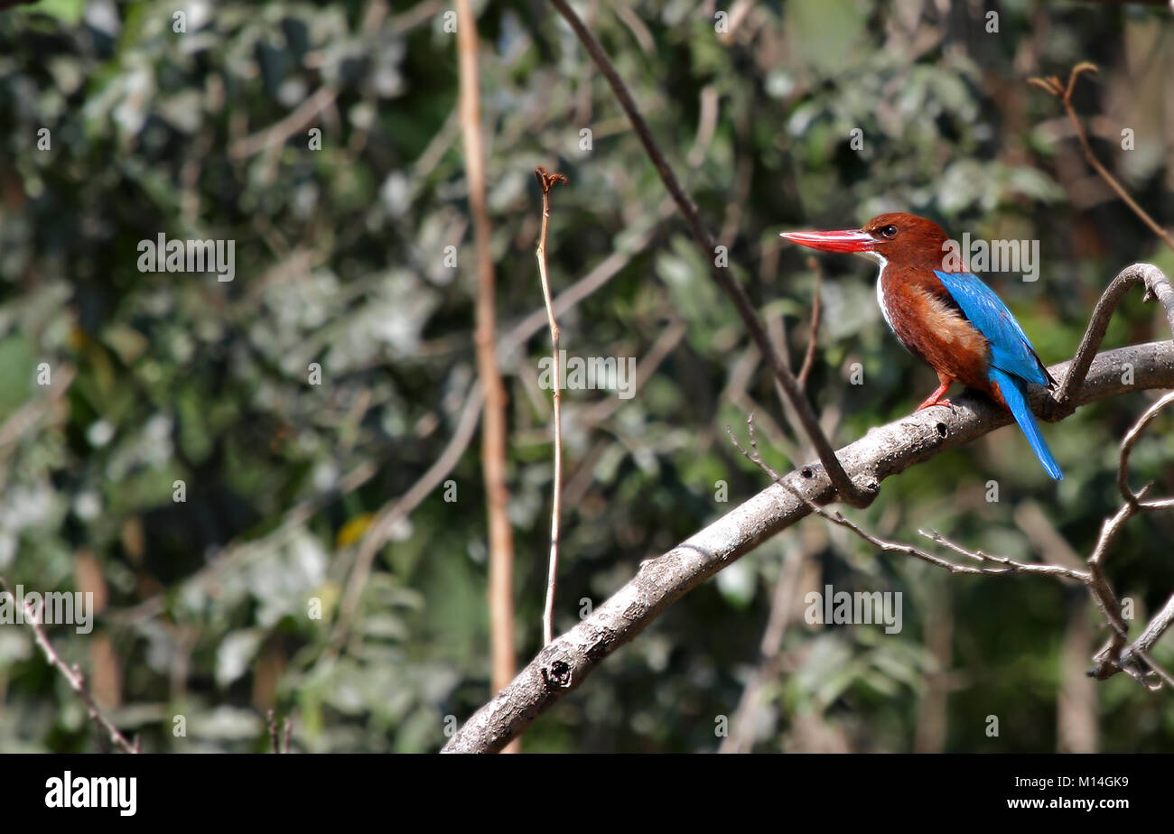 White Throated Kingfisher appollaiate su un tronco di albero sullo sfondo della fitta verdi alberi Foto Stock